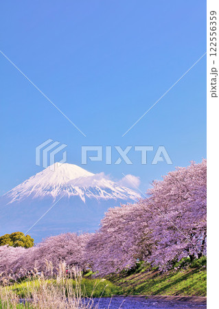 日本の春　富士山と桜 122556359