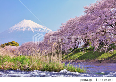 日本の春　富士山と桜 122556361