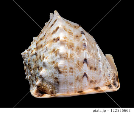 Cassis cornuta, or horned helmet shell on black background 122556662