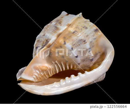 Cassis cornuta, or horned helmet shell on black background 122556664