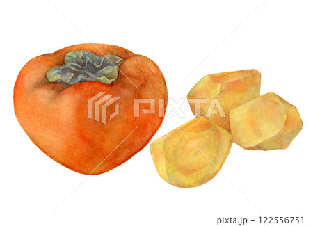 種なし柿の水彩イラスト 122556751