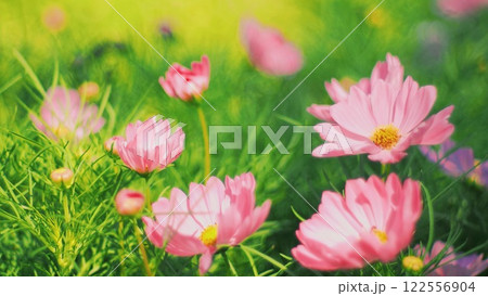 vibrant pink flowers in full bloom, set against a lush green background. The bright, cheerful colors and the soft focus create a dreamy, serene atmosphere. vibrant pink flowers in full bloom, set against a lush green background. The bright, cheerful colors and the soft focus create a dreamy, serene atmosphere. 122556904
