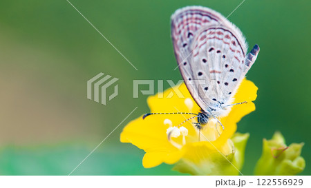 A beautifully detailed macro shot of a butterfly on a yellow flower. The soft green background enhances the subject's delicate features. A beautifully detailed macro shot of a butterfly on a yellow flower. The soft green background enhances the subject's delicate features. 122556929