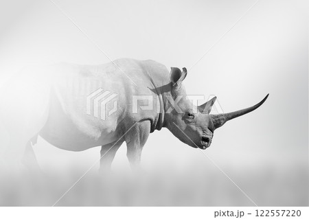 Rhino comes out of the fog on a light background Rhino comes out of the fog on a light background 122557220