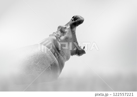 Hippo comes out of the fog on a light background Hippo comes out of the fog on a light background 122557221