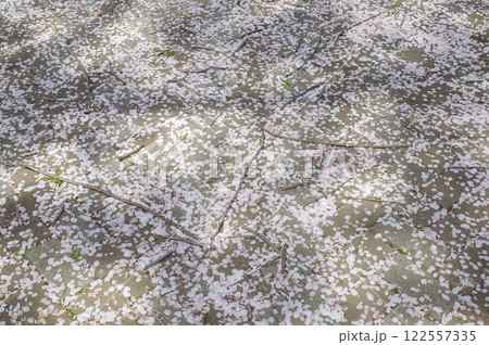 御殿山の桜 122557335