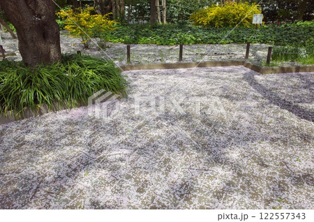 御殿山の桜 御殿山の桜 122557343