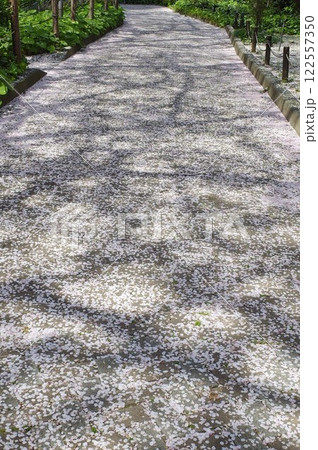 御殿山の桜 御殿山の桜 122557350