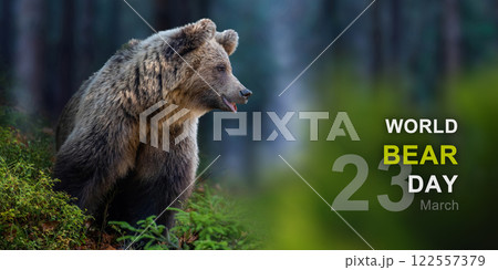 World bear day World bear day 122557379