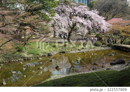 小石川後楽園の桜 小石川後楽園の桜 122557809