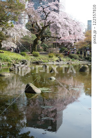 小石川後楽園の桜 小石川後楽園の桜 122557810