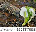 水芭蕉 122557992