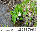 水芭蕉 122557993