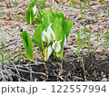 水芭蕉 122557994