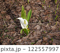 水芭蕉 122557997