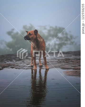 Dog on Naka cave giant snake scale stone. in the Phu Langka national park, Buangkan Thailand. 122558235