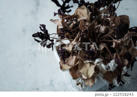 枯れたシクラメンの花 枯れたシクラメンの花 122558243