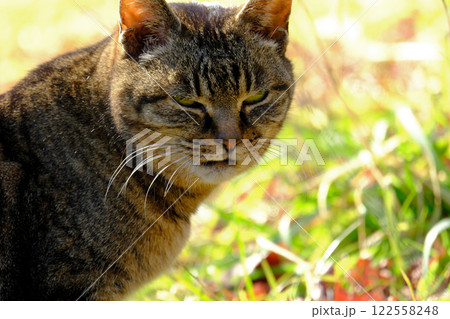 公園 睨みつける野良猫 公園 睨みつける野良猫 122558248