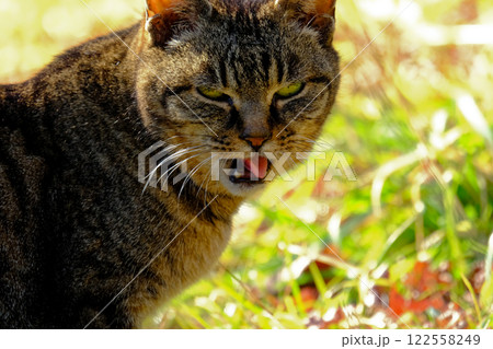 公園 あっかんべーをする野良猫 公園 あっかんべーをする野良猫 122558249