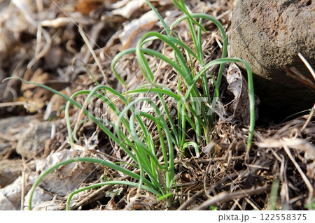 雪どけの野に現れた山菜のノビル 雪どけの野に現れた山菜のノビル 122558375
