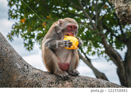 wild monkey eats mango sitting on tree in forest in nature 122558881