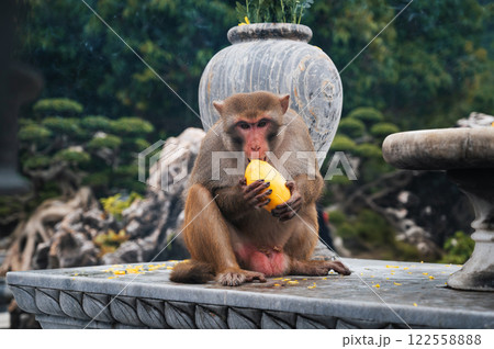 Wild monkey eats mango at Linh Ung pagoda on Monkey Mountain on Son Tra Island in Da Nang in Vietnam 122558888
