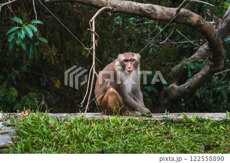 sad wild monkey in nature on monkey Mountain in Da Nang in Vietnam 122558890