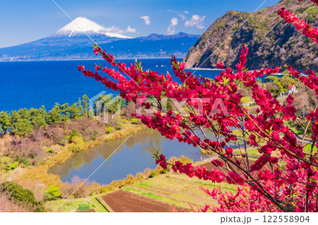 【静岡県】花桃咲く西伊豆井田　海越しに富士山 122558904