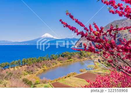 【静岡県】花桃咲く西伊豆井田　海越しに富士山 122558908
