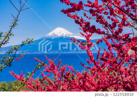 【静岡県】花桃咲く西伊豆井田 海越しに富士山 【静岡県】花桃咲く西伊豆井田 海越しに富士山 122558910