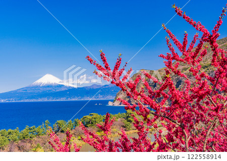 【静岡県】花桃咲く西伊豆井田　海越しに富士山 122558914
