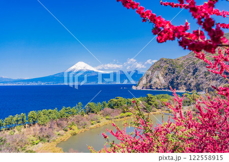 【静岡県】花桃咲く西伊豆井田　海越しに富士山 122558915