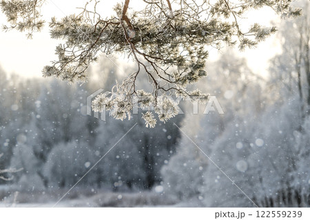 Winter park on a sunny day. Beautiful winter landscape. 122559239
