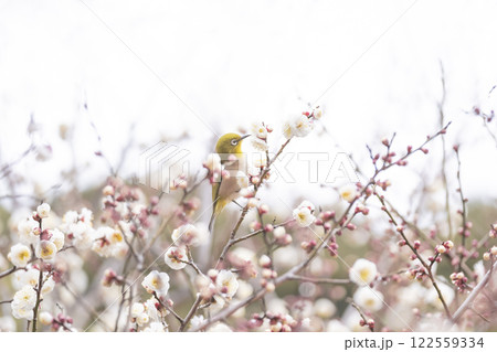 梅の花の蜜を吸うメジロ 122559334