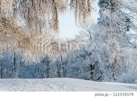 Snow on tree branches in a winter park. Frosty weather. Snow on tree branches in a winter park. Frosty weather. 122559379