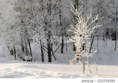 Winter park on a sunny day. Beautiful winter landscape. Winter park on a sunny day. Beautiful winter landscape. 122559384