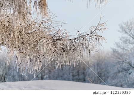 Snow on tree branches in a winter park. Frosty weather. 122559389