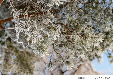 Snow on tree branches in a winter park. Frosty weather. 122559392
