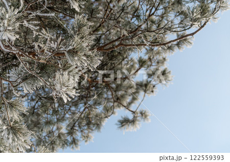 Snow on tree branches in a winter park. Frosty weather. Snow on tree branches in a winter park. Frosty weather. 122559393