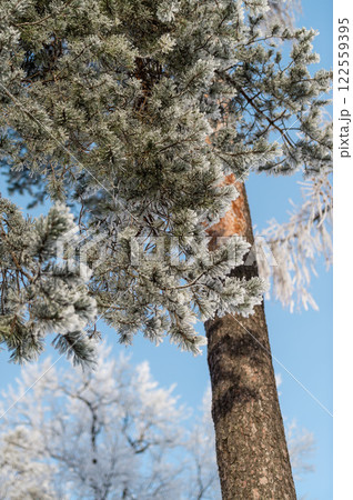 Snow on tree branches in a winter park. Frosty weather. Snow on tree branches in a winter park. Frosty weather. 122559395
