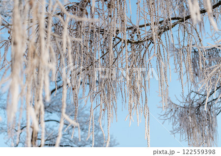 Snow on tree branches in a winter park. Frosty weather. Snow on tree branches in a winter park. Frosty weather. 122559398