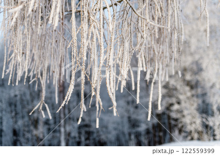 Snow on tree branches in a winter park. Frosty weather. 122559399