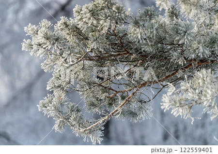 Trees covered in snow in frosty weather on a sunny day close-up. 122559401