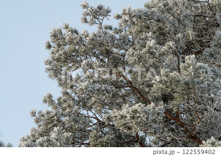 Trees covered in snow in frosty weather on a sunny day close-up. 122559402