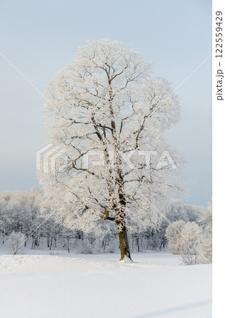 Sunny winter day in the park and trees in the snow. 122559429