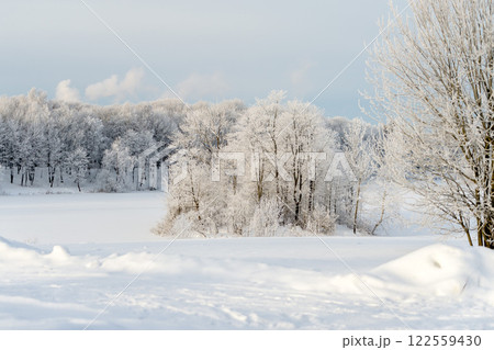 Sunny winter day in the park and trees in the snow. 122559430