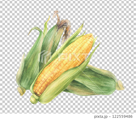 Corn Cobs composition. Raw sweet maize with green leaves and husks. Grain vegetable agricultural crop harvest. Watercolor realistic painted isolated from background illustration for food packaging 122559486