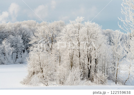 Sunny winter day in the park and trees in the snow. 122559638