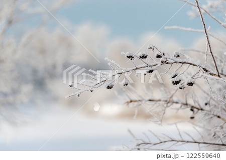 Sunny winter day in the park and trees in the snow clTrees covered in snow in frosty weather on a sunny day close-up.ose-up. Winter nature. Sunny winter day in the park and trees in the snow clTrees covered in snow in frosty weather on a sunny day close-up.ose-up. Winter nature. 122559640