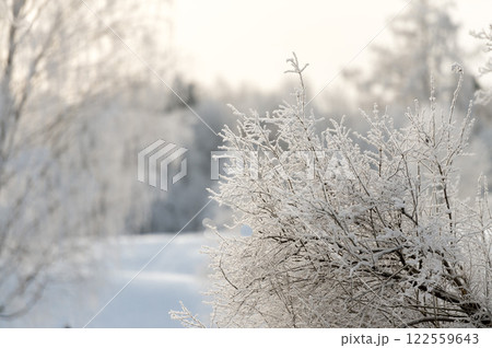 Sunny winter day in the park and trees in the snow close-up. Winter nature. Sunny winter day in the park and trees in the snow close-up. Winter nature. 122559643